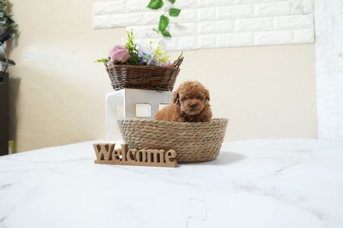 滋賀県のトイプードル(ティーカップ) (いっぷく湖南店/2025年12月2日生まれ/男の子/レッドフォーン)の子犬の2枚目の画像