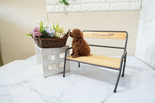 滋賀県のトイプードル(ティーカップ) (いっぷく湖南店/2025年12月2日生まれ/男の子/レッドフォーン)の子犬の3枚目の画像