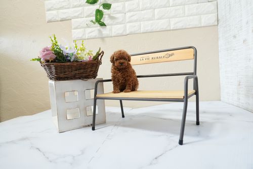 滋賀県のトイプードル(ティーカップ) (いっぷく湖南店/2025年12月2日生まれ/男の子/レッドフォーン)の子犬の4枚目の画像