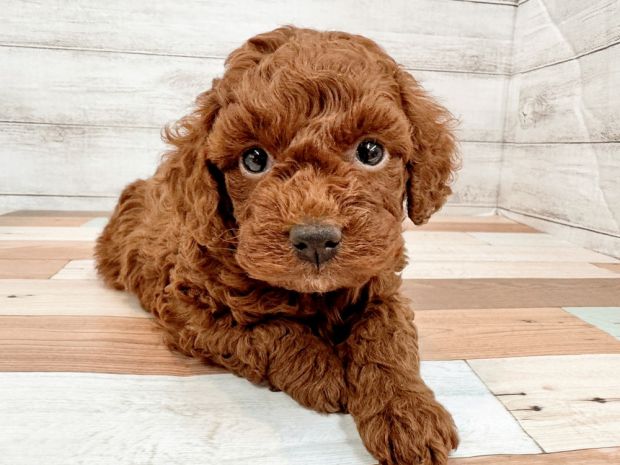 新潟県のトイプードル(トイ) (竹内ペット 新潟西店/2025年11月17日生まれ/女の子/レッド)の子犬