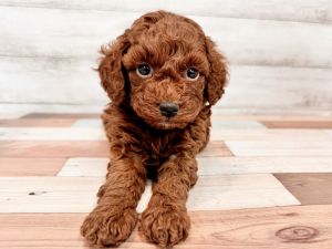 新潟県のトイプードル(トイ) (竹内ペット 新潟西店/2025年11月17日生まれ/女の子/レッド)の子犬の2枚目の画像