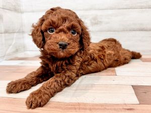 新潟県のトイプードル(トイ) (竹内ペット 新潟西店/2025年11月17日生まれ/女の子/レッド)の子犬の3枚目の画像