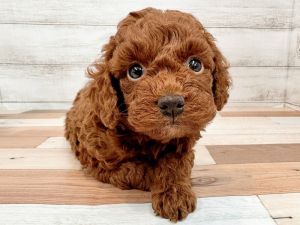 新潟県のトイプードル(トイ) (竹内ペット 新潟西店/2025年11月17日生まれ/女の子/レッド)の子犬の4枚目の画像