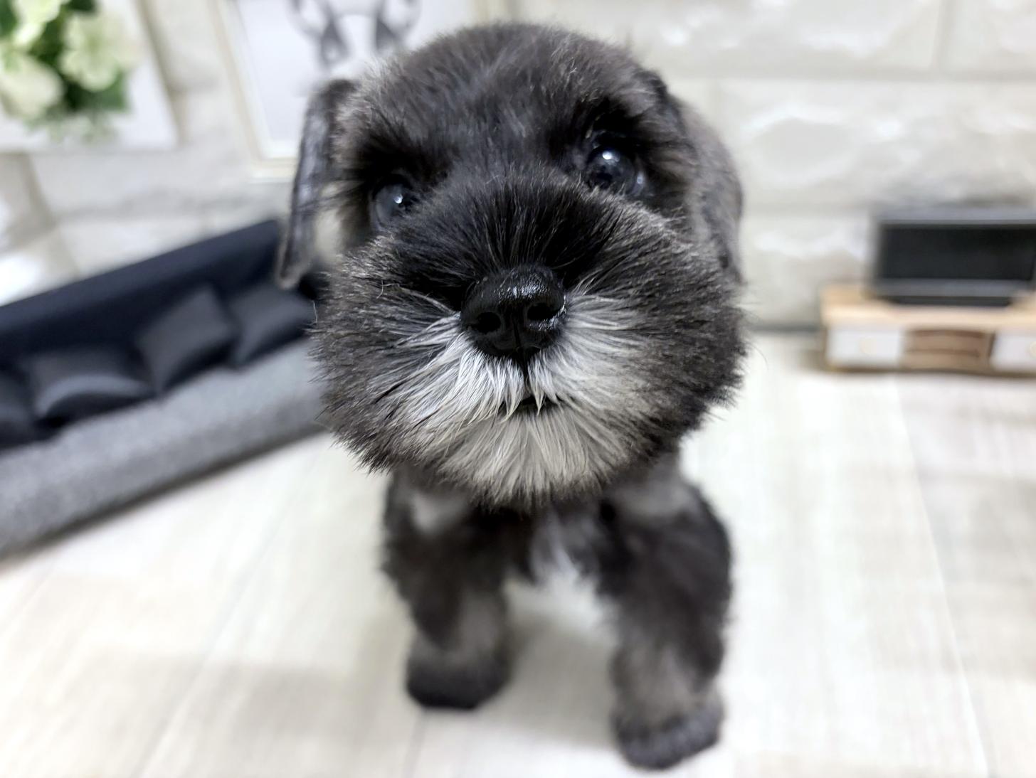 和歌山県のミニチュアシュナウザー (DOGMAN和歌山店/2026年6月11日生まれ/女の子/ソルトペッパー)の子犬の1枚目の画像
