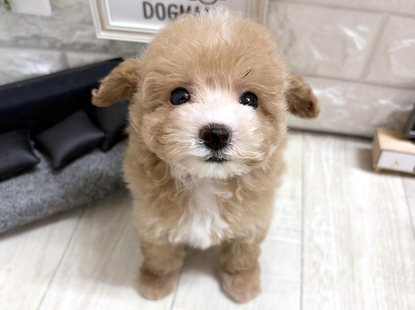 大阪府のビションプー(ビションフリーゼ×プードル) (DOGMAN平野瓜破店/2026年5月31日生まれ/女の子/アプリコットホワイト)の子犬の1枚目の画像
