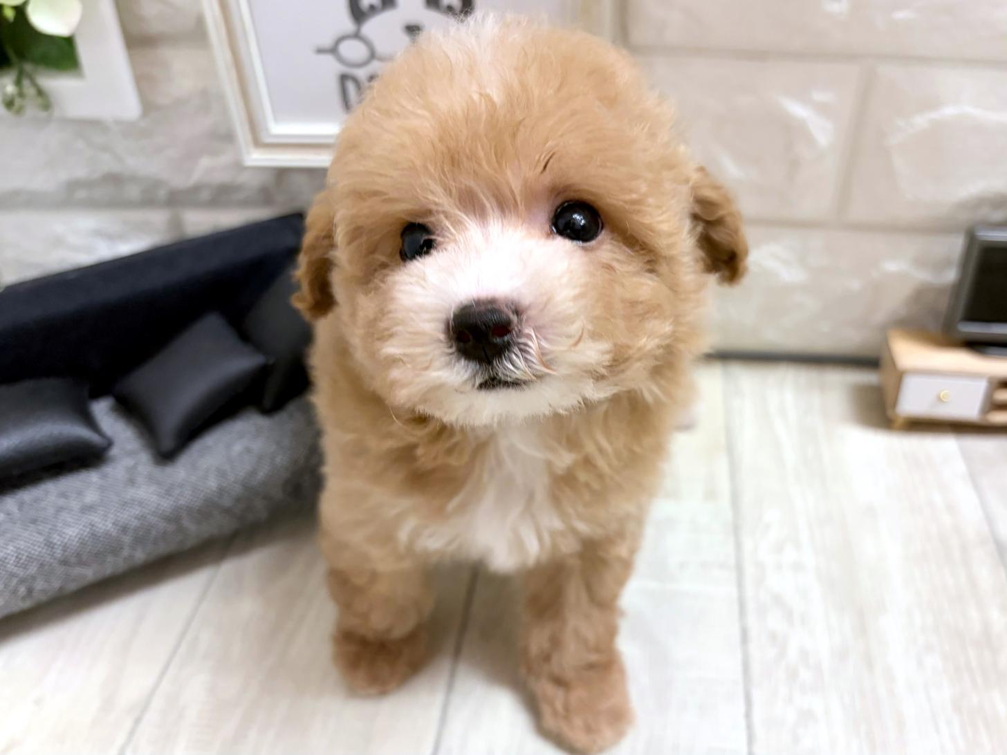 大阪府のビションプー(ビションフリーゼ×プードル) (DOGMAN平野瓜破店/2026年5月31日生まれ/女の子/アプリコットホワイト)の子犬の3枚目の画像