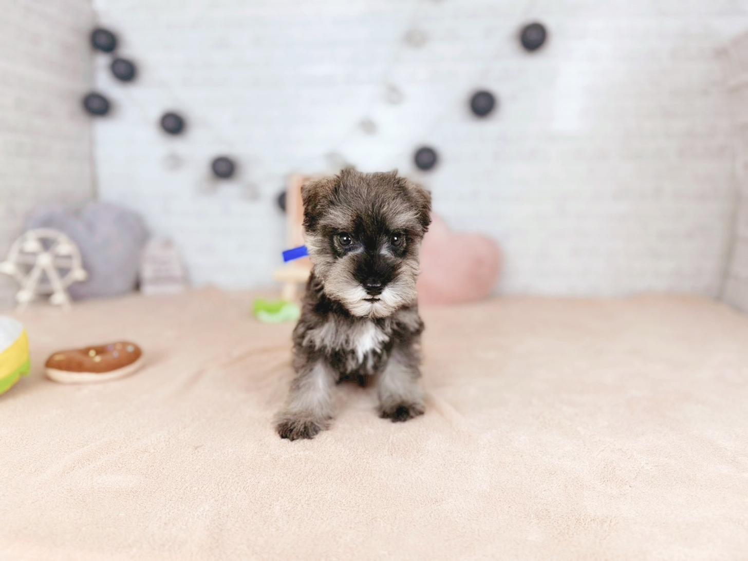 北海道のミニチュアシュナウザー (ペットショップだんぼ/2025年10月30日生まれ/男の子/ソルトペッパー)の子犬の1枚目の画像