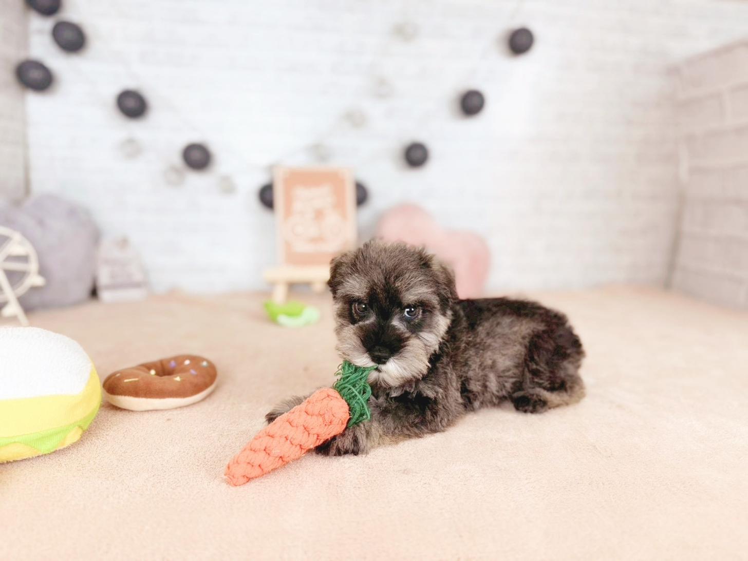 北海道のミニチュアシュナウザー (ペットショップだんぼ/2025年10月30日生まれ/男の子/ソルトペッパー)の子犬の2枚目の画像