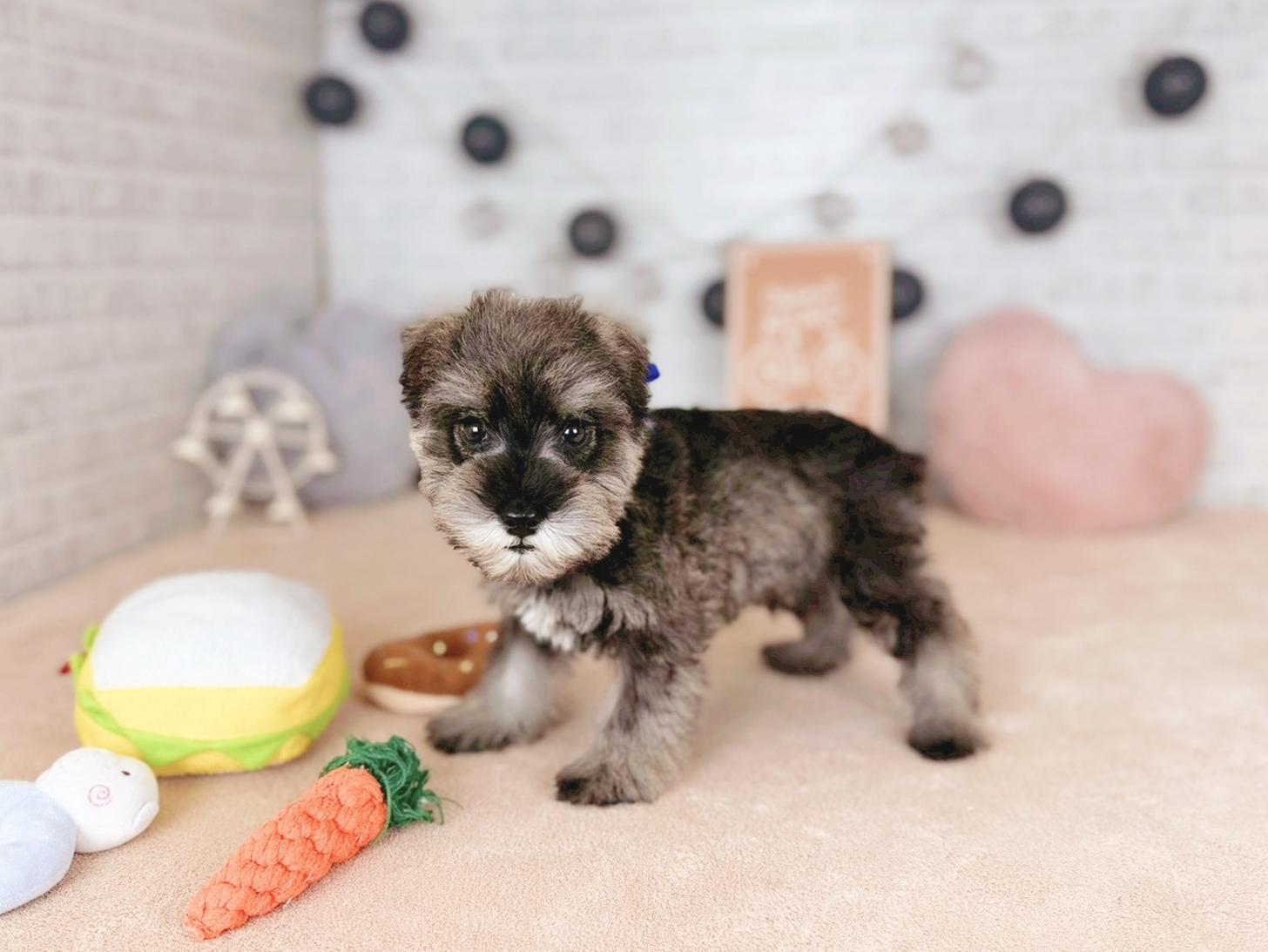 北海道のミニチュアシュナウザー (ペットショップだんぼ/2025年10月30日生まれ/男の子/ソルトペッパー)の子犬の3枚目の画像