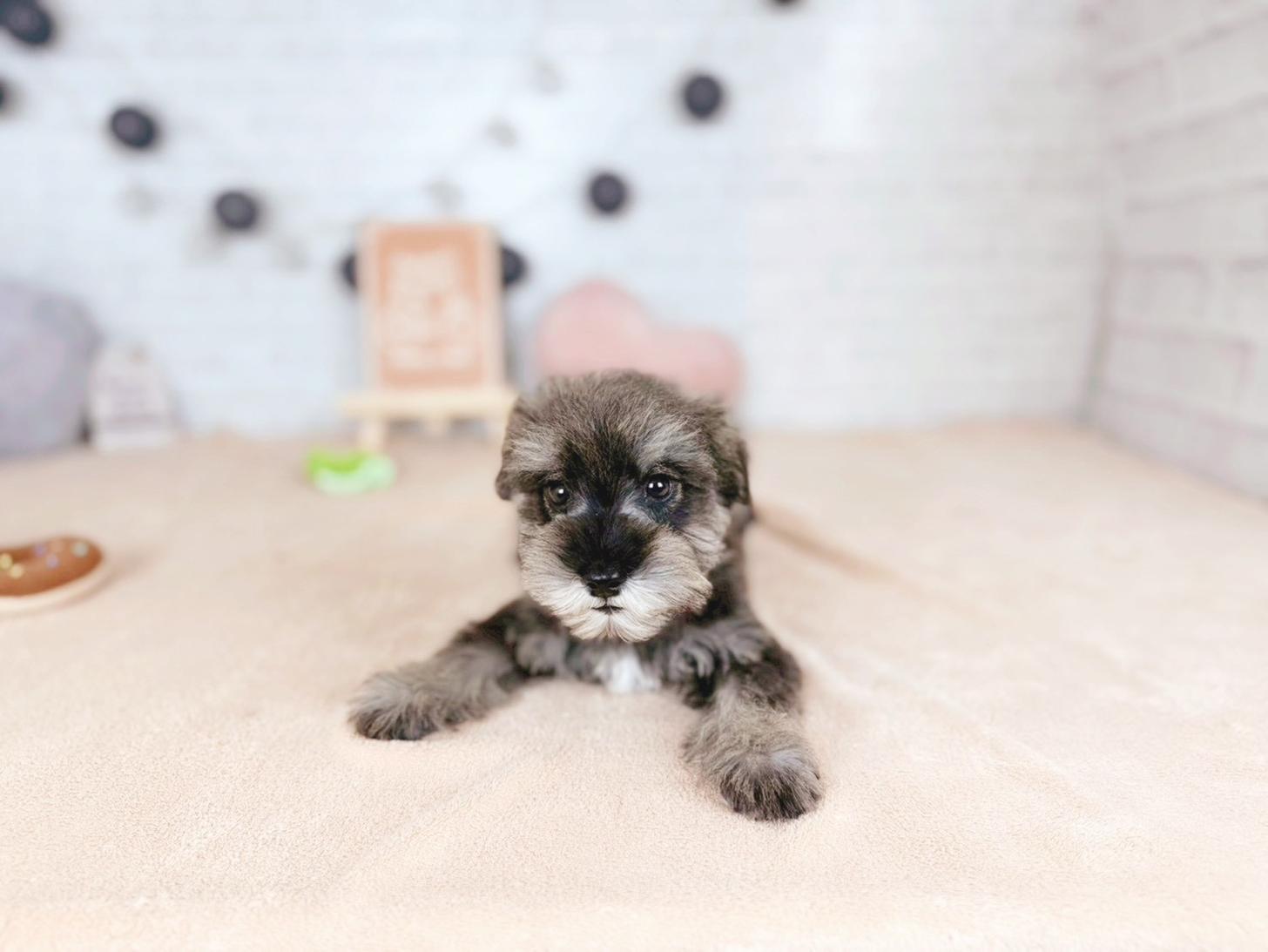 北海道のミニチュアシュナウザー (ペットショップだんぼ/2025年10月30日生まれ/男の子/ソルトペッパー)の子犬の4枚目の画像