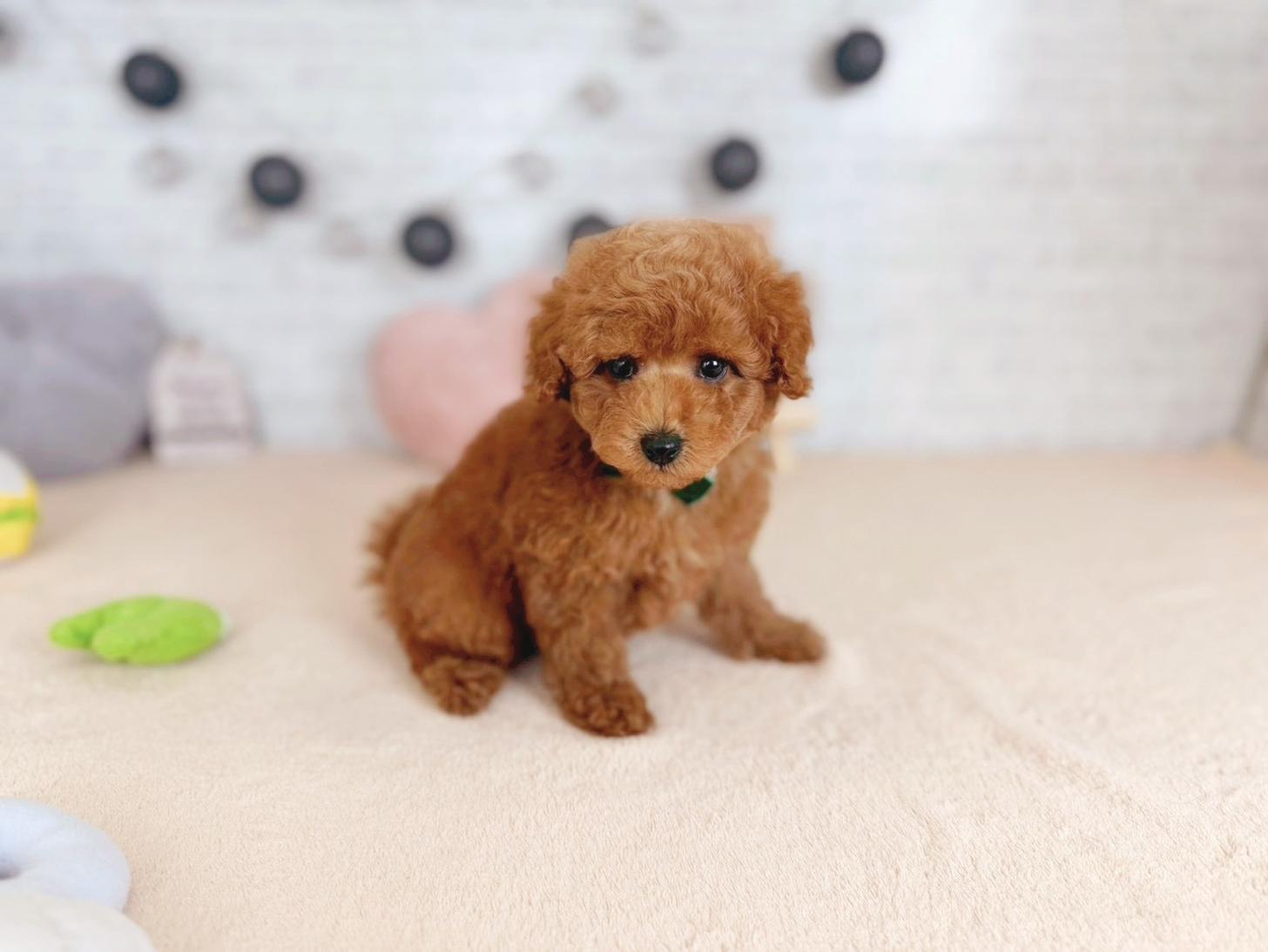 北海道のトイプードル(トイ) (ペットショップだんぼ/2025年11月4日生まれ/男の子/レッドフォーン)の子犬の1枚目の画像