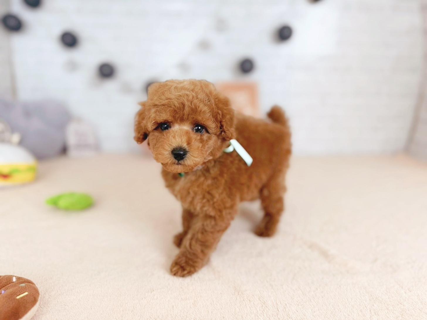 北海道のトイプードル(トイ) (ペットショップだんぼ/2025年11月4日生まれ/男の子/レッドフォーン)の子犬の2枚目の画像