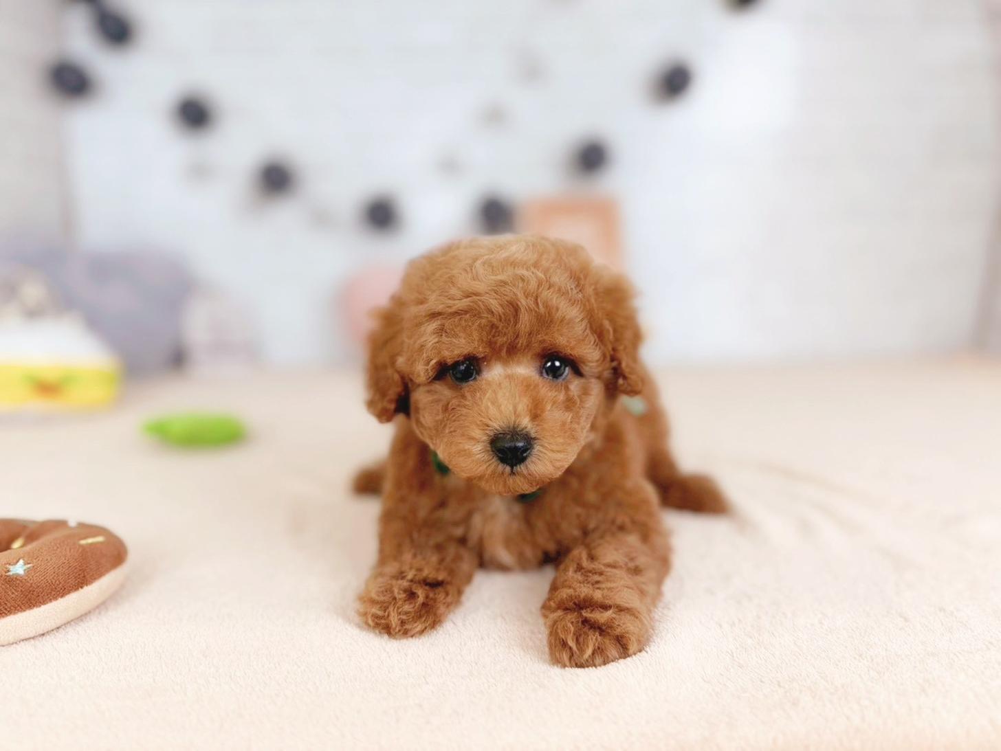 北海道のトイプードル(トイ) (ペットショップだんぼ/2025年11月4日生まれ/男の子/レッドフォーン)の子犬の3枚目の画像