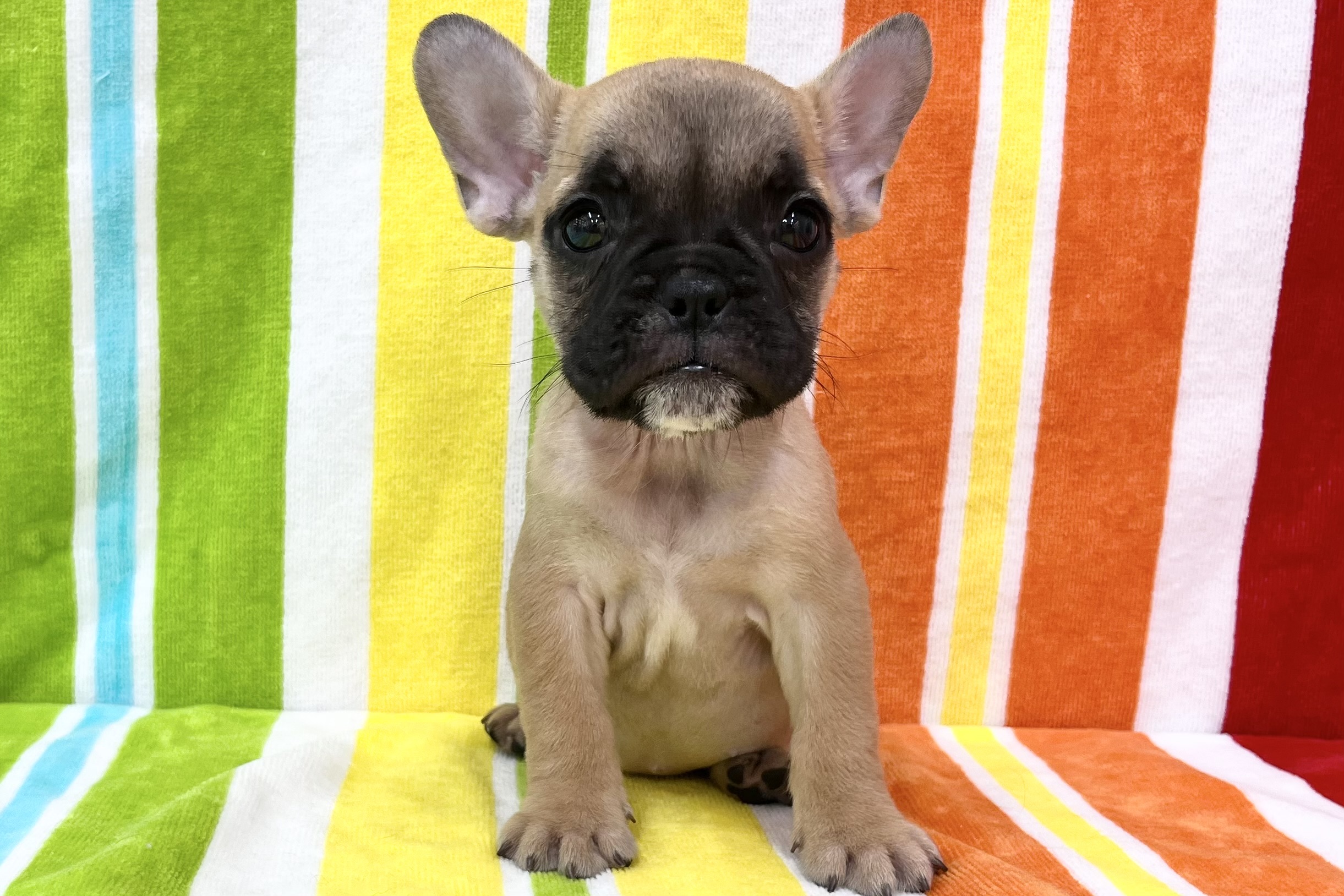 愛知県のハーフ犬・ミックス犬 (ハピースペット一宮三条アミーゴ店/2026年7月29日生まれ/女の子/フォーン)の子犬の1枚目の画像