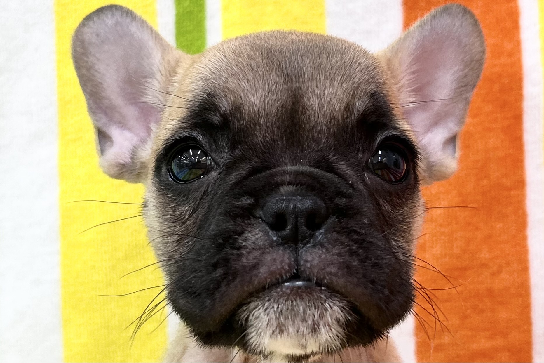 愛知県のハーフ犬・ミックス犬 (ハピースペット一宮三条アミーゴ店/2026年7月29日生まれ/女の子/フォーン)の子犬の2枚目の画像