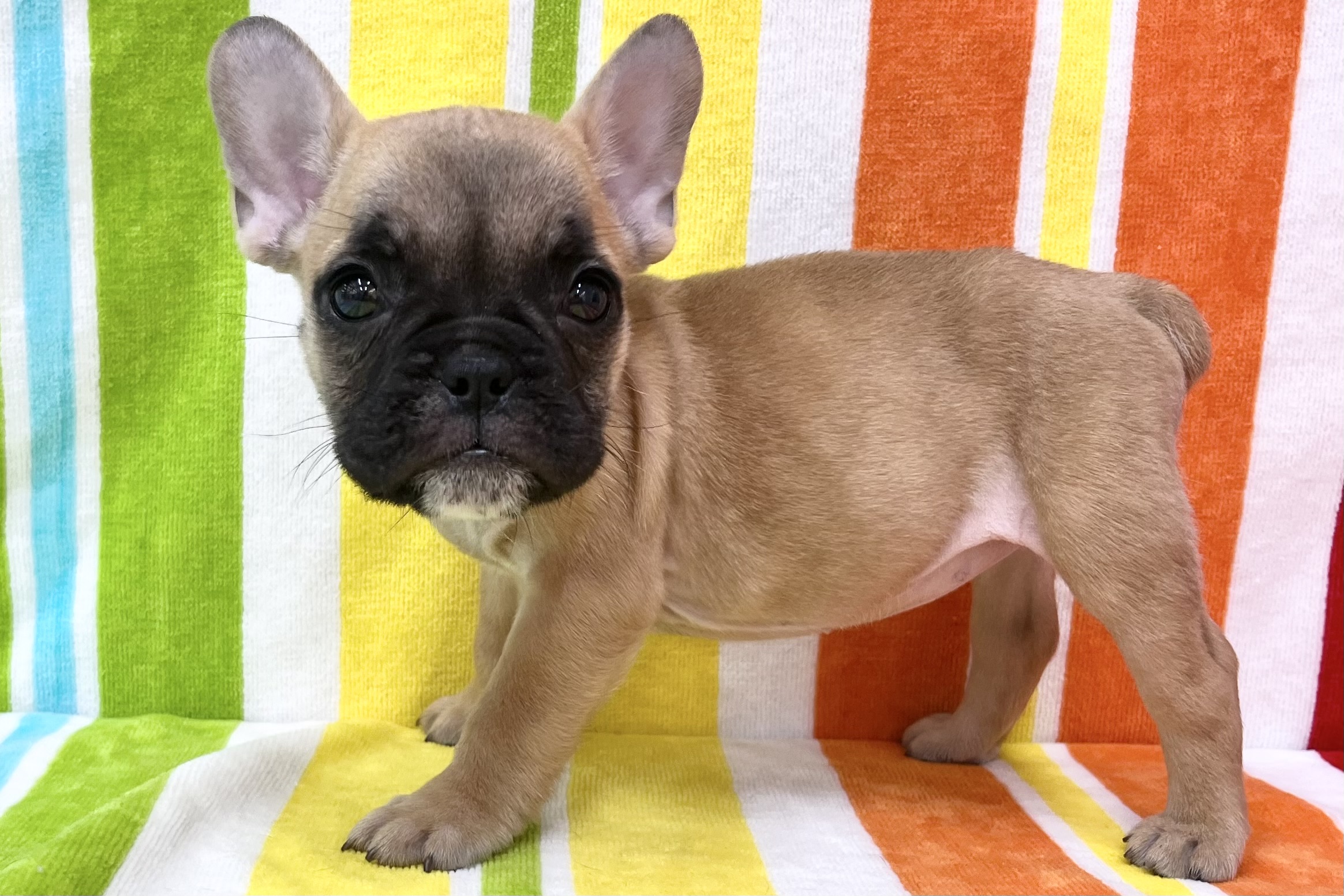愛知県のハーフ犬・ミックス犬 (ハピースペット一宮三条アミーゴ店/2026年7月29日生まれ/女の子/フォーン)の子犬の4枚目の画像