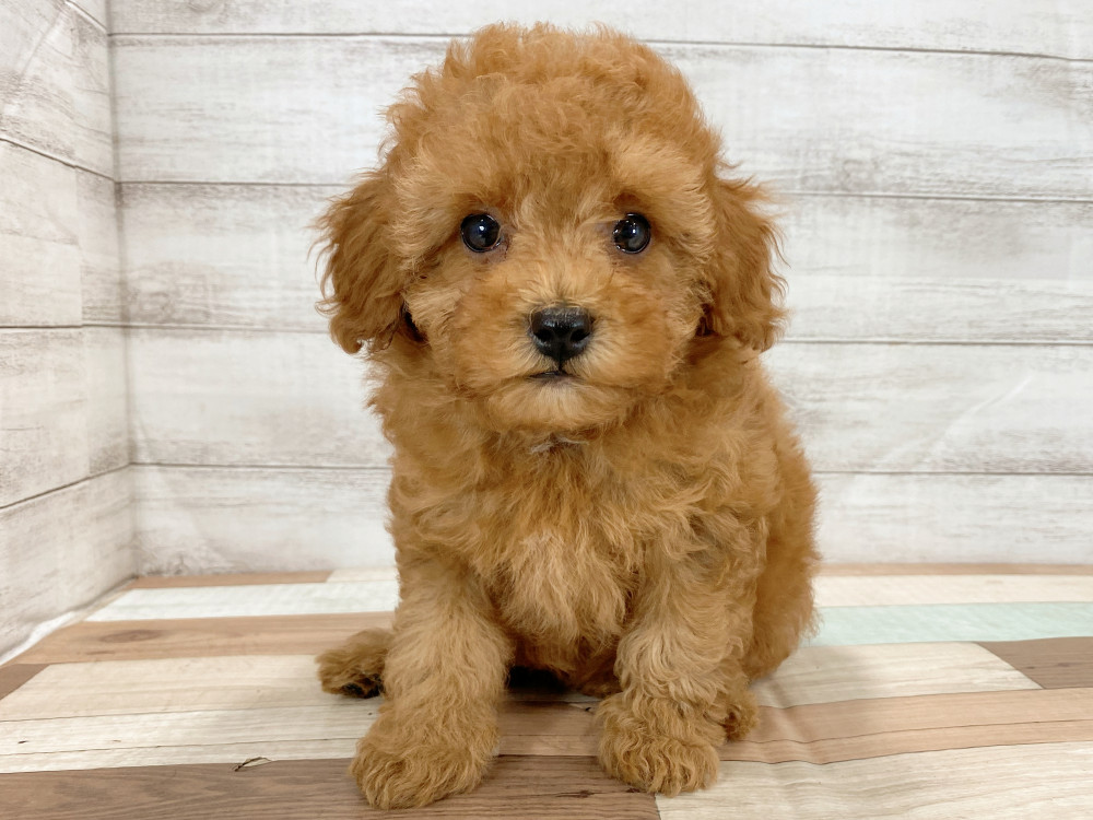 新潟県のトイプードル(トイ) (竹内ペット 新津本店/2026年6月27日生まれ/女の子/レッド)の子犬の1枚目の画像
