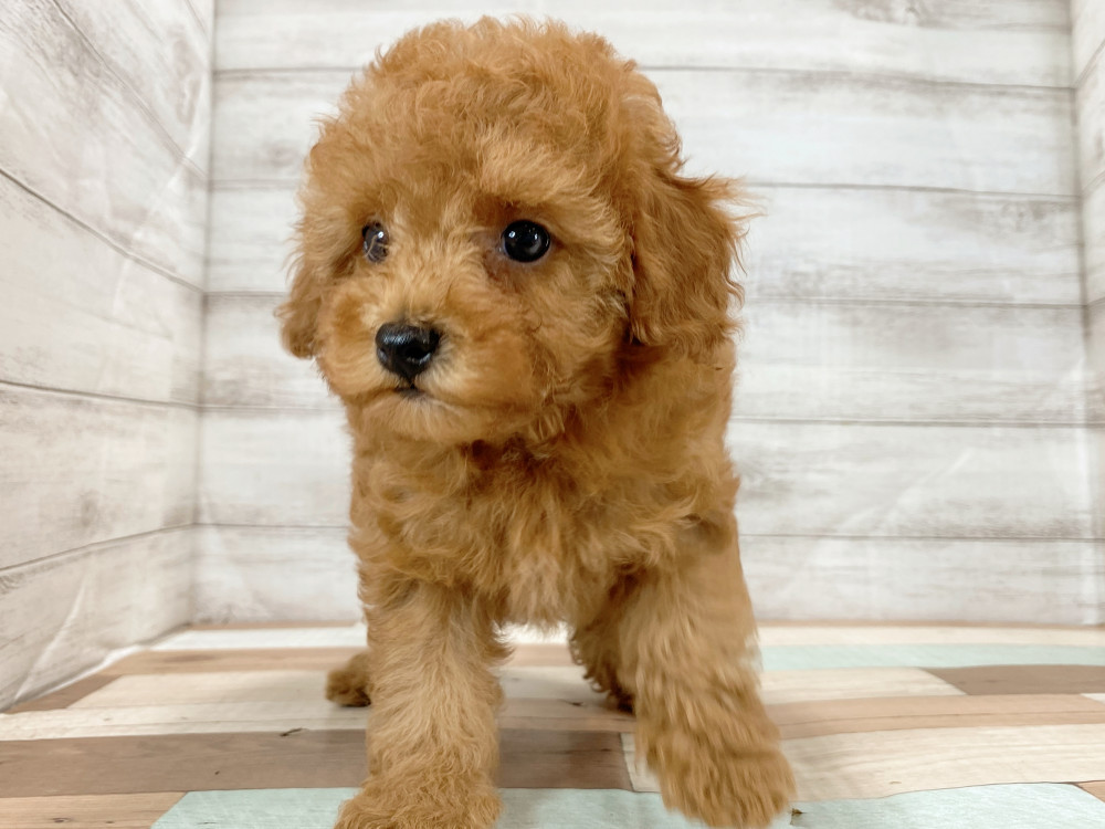 新潟県のトイプードル(トイ) (竹内ペット 新津本店/2026年6月27日生まれ/女の子/レッド)の子犬の2枚目の画像