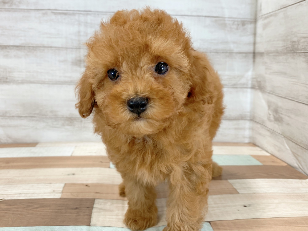 新潟県のトイプードル(トイ) (竹内ペット 新津本店/2026年6月27日生まれ/女の子/レッド)の子犬の3枚目の画像