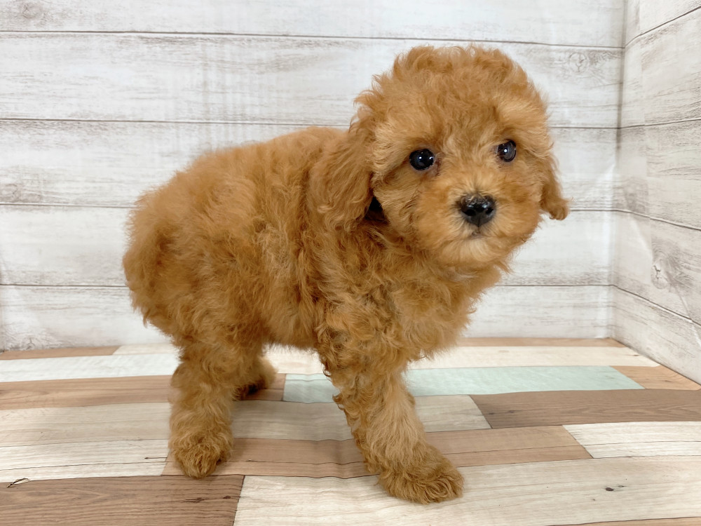 新潟県のトイプードル(トイ) (竹内ペット 新津本店/2026年6月27日生まれ/女の子/レッド)の子犬の4枚目の画像