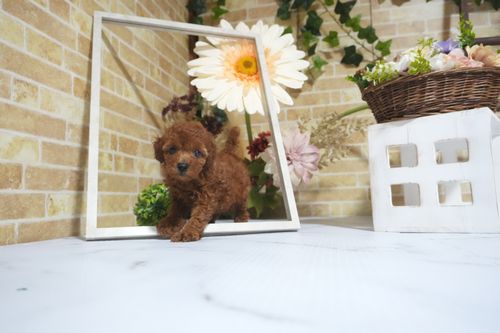 滋賀県のトイプードル(トイ) (いっぷく湖南店/2025年6月22日生まれ/女の子/レッド)の子犬の1枚目の画像