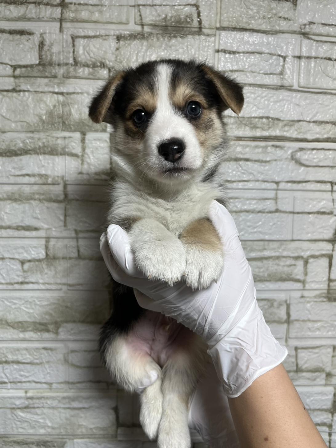 埼玉県のウェルシュコーギーペンブローク (ペッツスマイル加須インター店/2025年10月18日生まれ/男の子/ブラックタンホワイト)の子犬の1枚目の画像