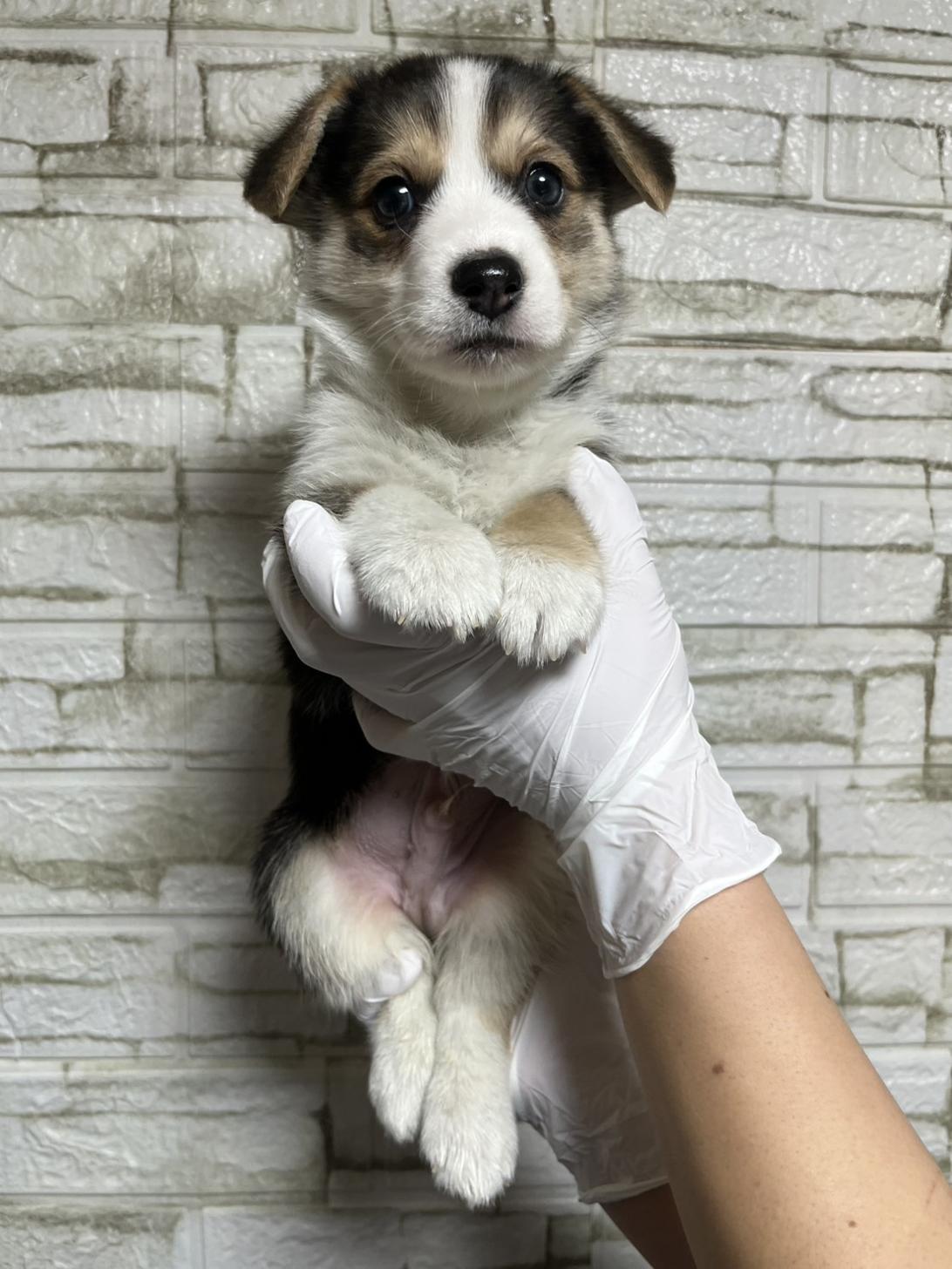 埼玉県のウェルシュコーギーペンブローク (ペッツスマイル加須インター店/2025年10月18日生まれ/男の子/ブラックタンホワイト)の子犬の2枚目の画像