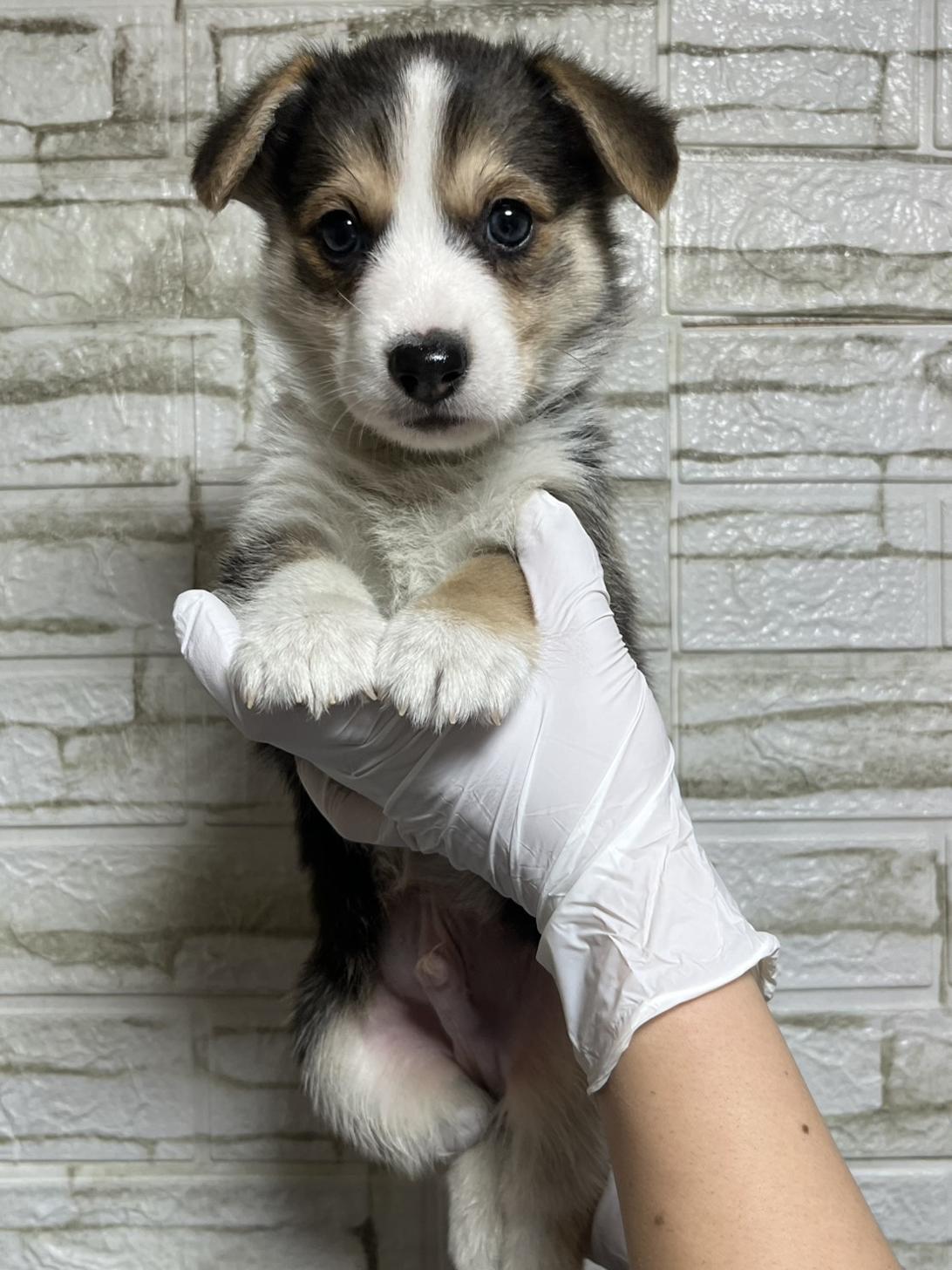 埼玉県のウェルシュコーギーペンブローク (ペッツスマイル加須インター店/2025年10月18日生まれ/男の子/ブラックタンホワイト)の子犬の3枚目の画像