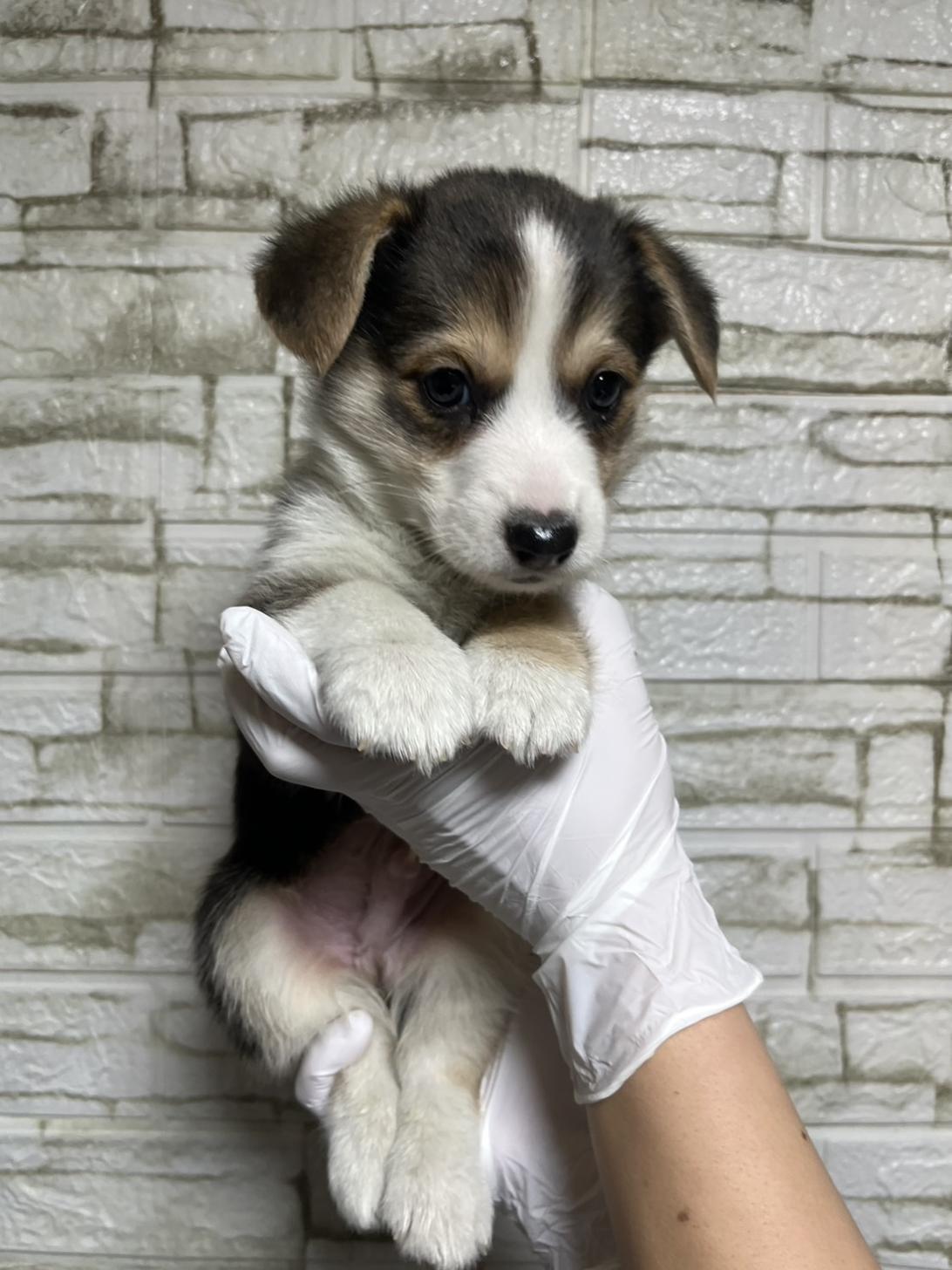 埼玉県のウェルシュコーギーペンブローク (ペッツスマイル加須インター店/2025年10月18日生まれ/男の子/ブラックタンホワイト)の子犬の4枚目の画像