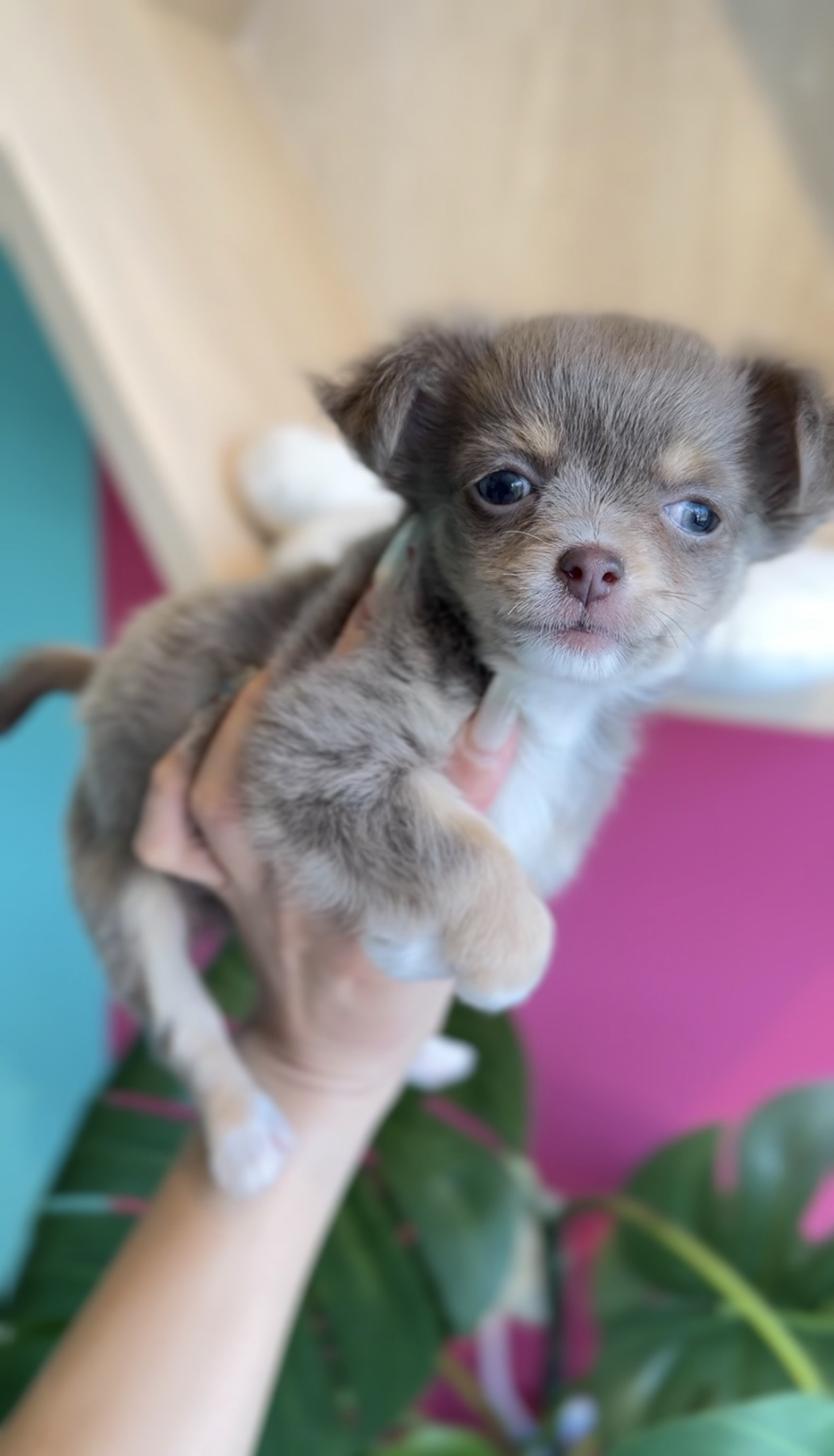 埼玉県のチワワ(ロング) (PET SHOP Tiny tales/2025年12月12日生まれ/女の子/イザベラタンホワイト)の子犬の1枚目の画像