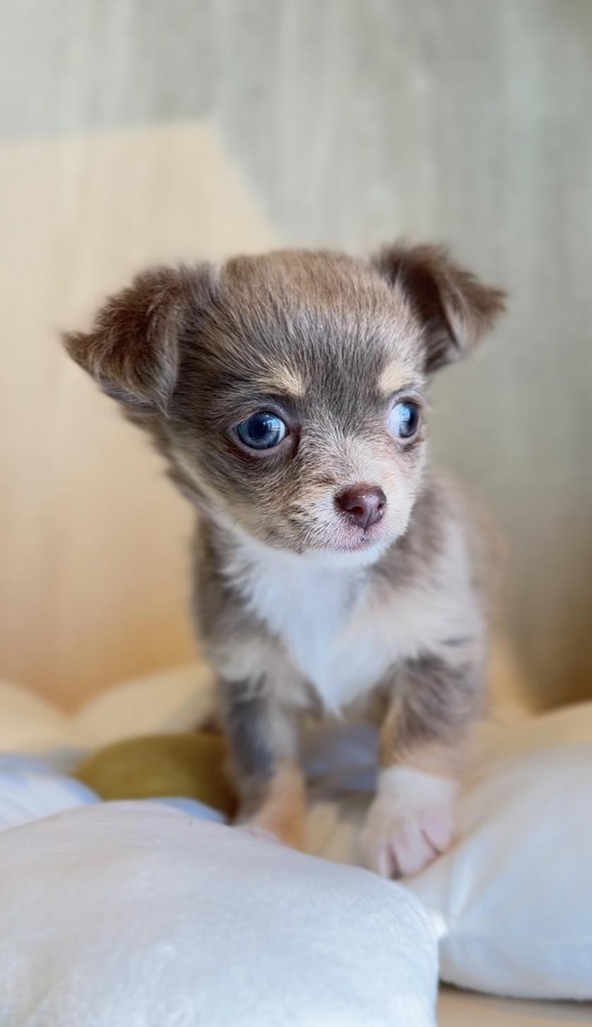 埼玉県のチワワ(ロング) (PET SHOP Tiny tales/2025年12月12日生まれ/女の子/イザベラタンホワイト)の子犬の3枚目の画像