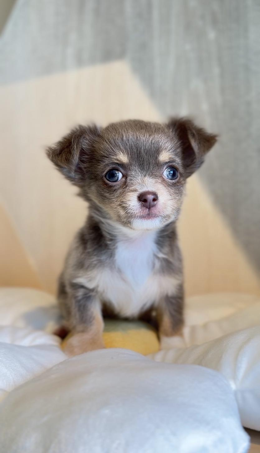 埼玉県のチワワ(ロング) (PET SHOP Tiny tales/2025年12月12日生まれ/女の子/イザベラタンホワイト)の子犬の4枚目の画像