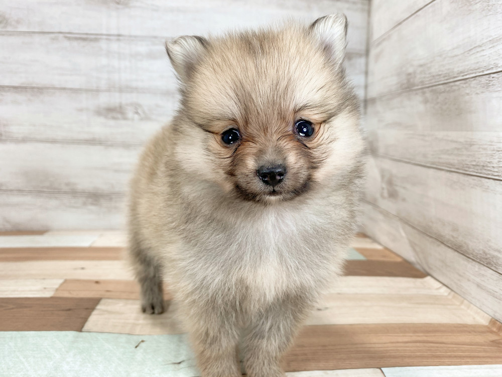 新潟県のポメラニアン (竹内ペット 新津本店/2025年9月28日生まれ/女の子/オレンジ)の子犬の1枚目の画像