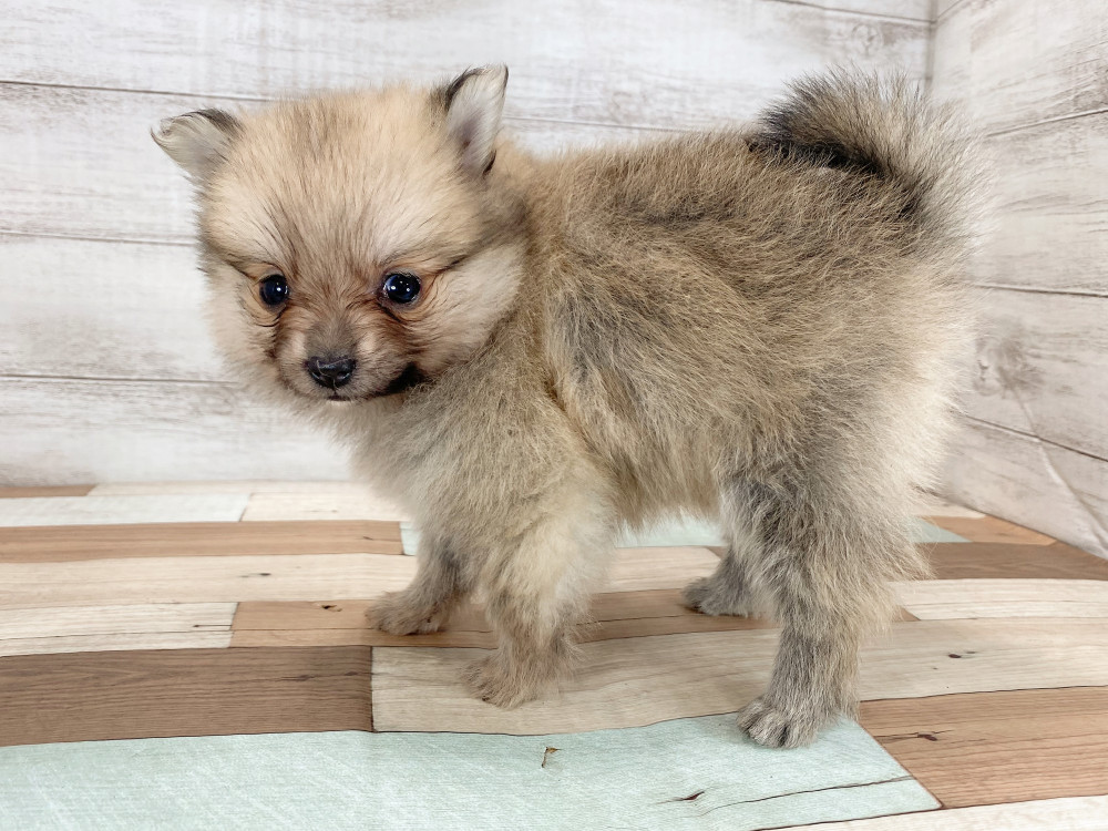 新潟県のポメラニアン (竹内ペット 新津本店/2025年9月28日生まれ/女の子/オレンジ)の子犬の2枚目の画像