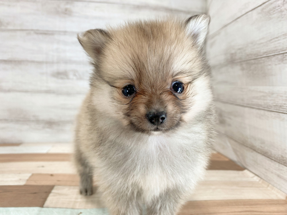 新潟県のポメラニアン (竹内ペット 新津本店/2025年9月28日生まれ/女の子/オレンジ)の子犬の4枚目の画像