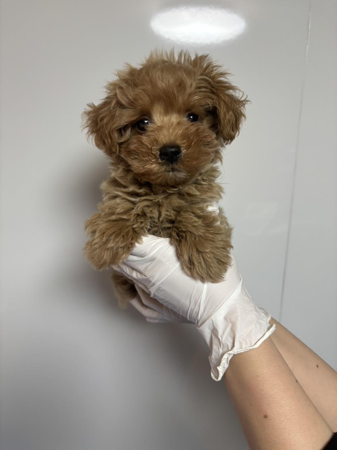 埼玉県のマルプー(マルチーズ×プードル) (ペッツスマイル南中野店/2026年1月27日生まれ/男の子/レッド)の子犬の1枚目の画像