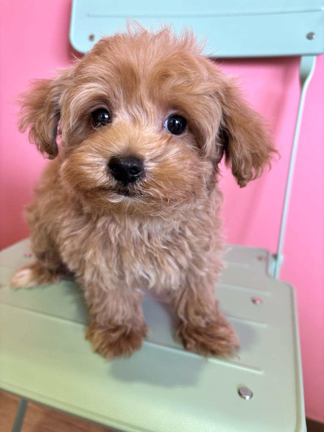 埼玉県のマルプー(マルチーズ×プードル) (ペッツスマイル南中野店/2026年1月27日生まれ/男の子/レッド)の子犬の1枚目の画像