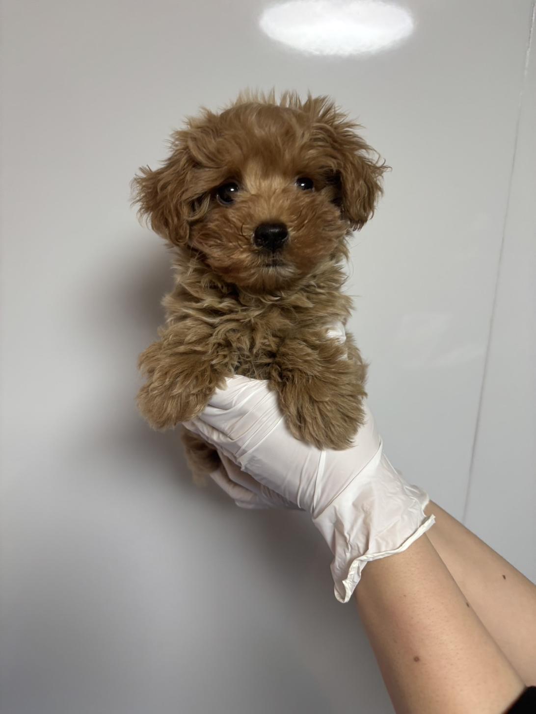 埼玉県のマルプー(マルチーズ×プードル) (ペッツスマイル南中野店/2026年1月27日生まれ/男の子/レッド)の子犬の2枚目の画像