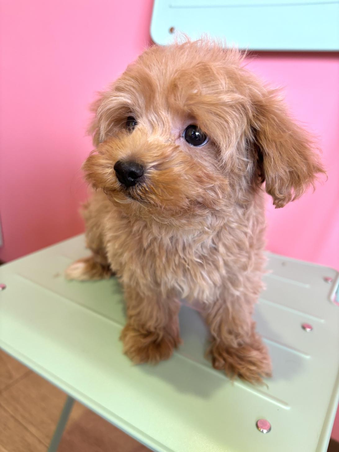 埼玉県のマルプー(マルチーズ×プードル) (ペッツスマイル南中野店/2026年1月27日生まれ/男の子/レッド)の子犬の2枚目の画像