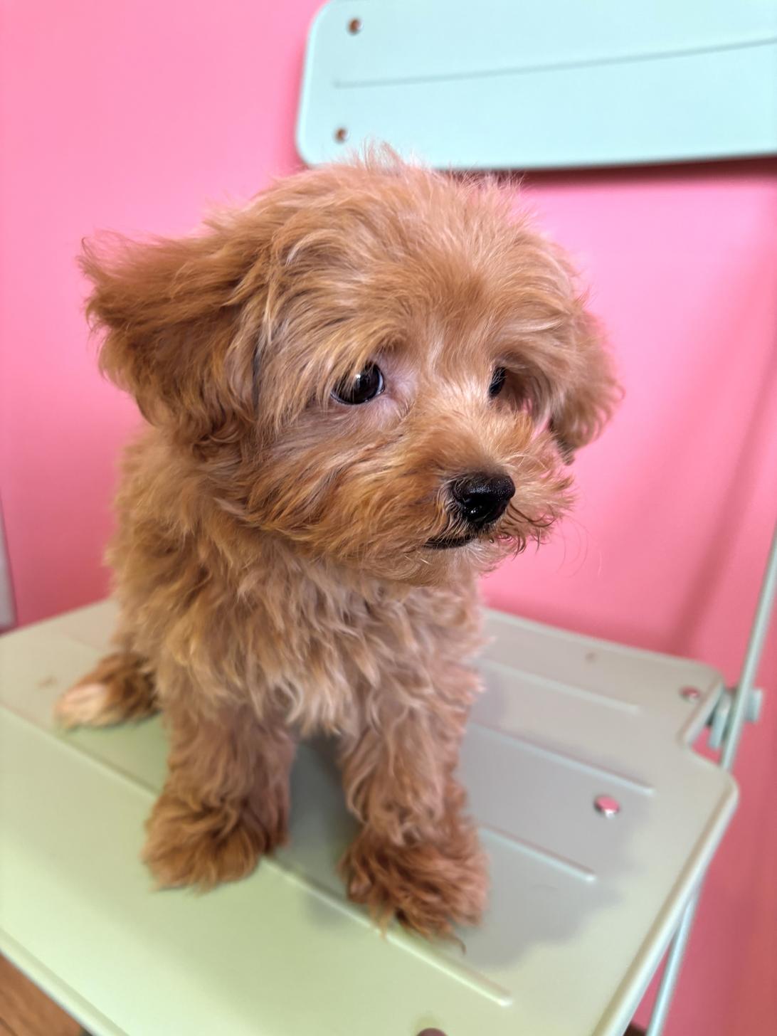 埼玉県のマルプー(マルチーズ×プードル) (ペッツスマイル南中野店/2026年1月27日生まれ/男の子/レッド)の子犬の3枚目の画像