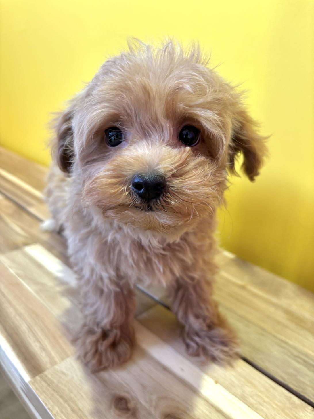 埼玉県のマルプー(マルチーズ×プードル) (ペッツスマイル南中野店/2026年1月27日生まれ/男の子/レッド)の子犬の4枚目の画像