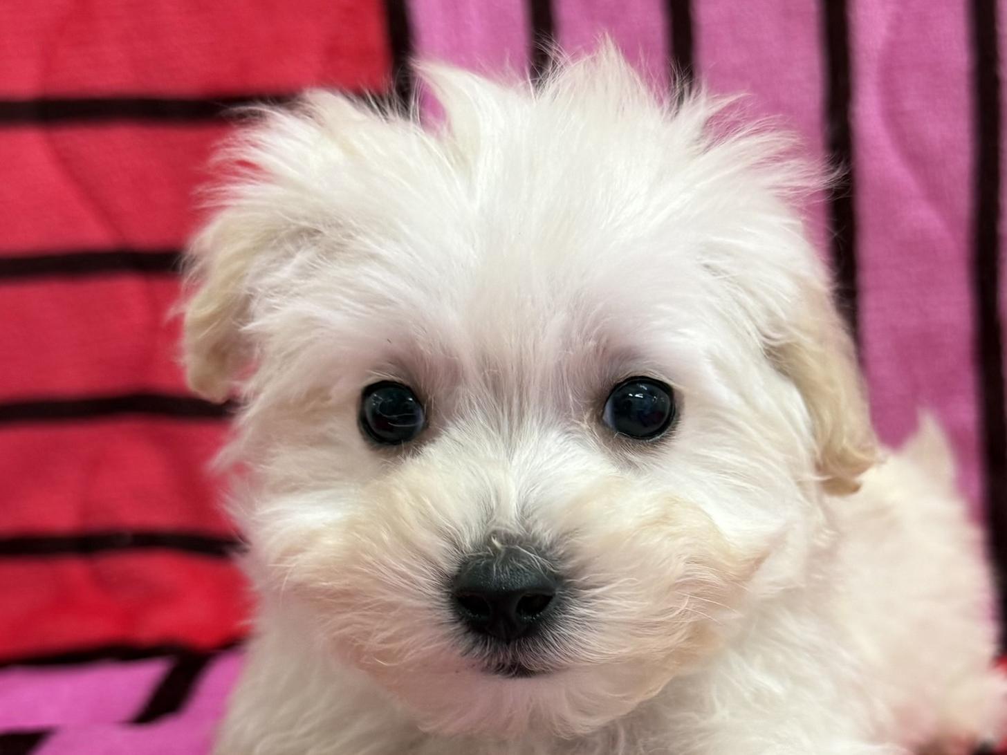 愛知県のマルプー(マルチーズ×プードル) (ハピースペット春日井アミーゴ店/2025年10月28日生まれ/男の子/その他色)の子犬の2枚目の画像