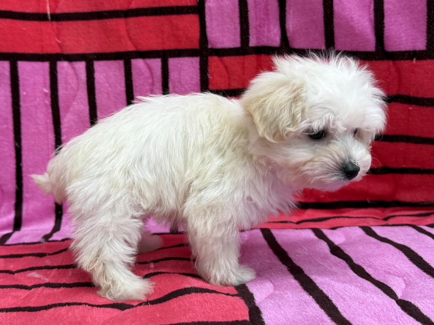 愛知県のマルプー(マルチーズ×プードル) (ハピースペット春日井アミーゴ店/2025年10月28日生まれ/男の子/その他色)の子犬の3枚目の画像