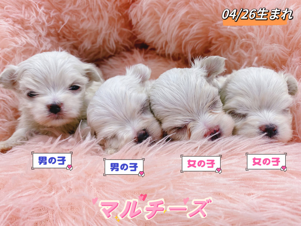 新潟県のマルチーズ (竹内ペット 新津本店/2026年4月26日生まれ/男の子/ホワイト)の子犬の1枚目の画像