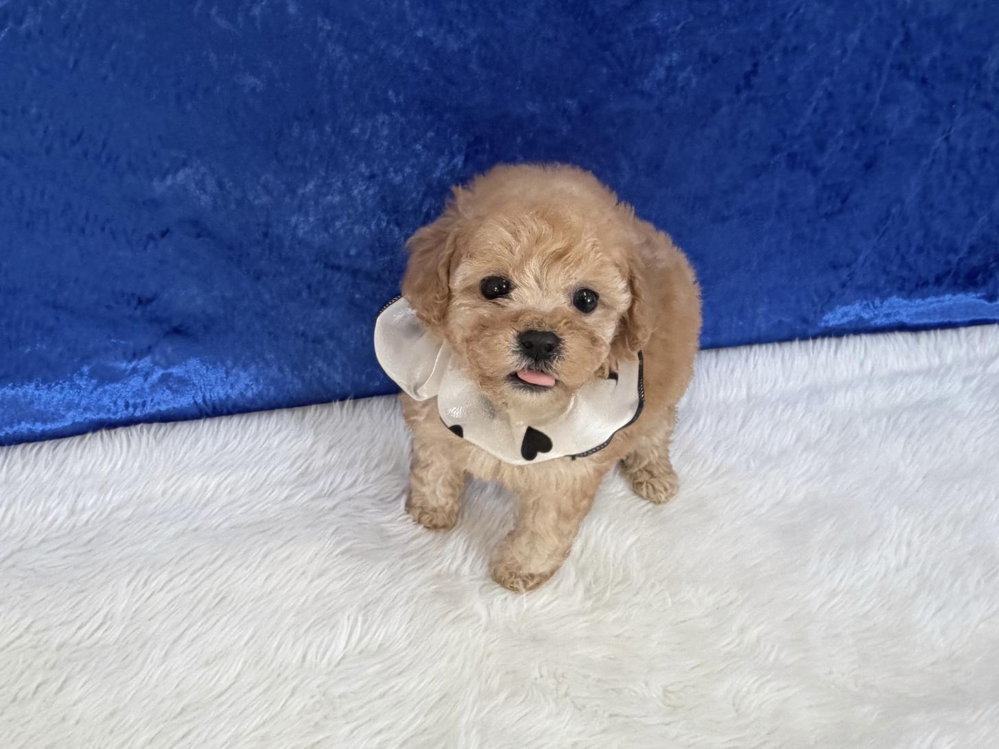 福岡県のトイプードル(タイニー) (ぱぴぷぺっと福岡店/2025年12月5日生まれ/男の子/アプリコット)の子犬