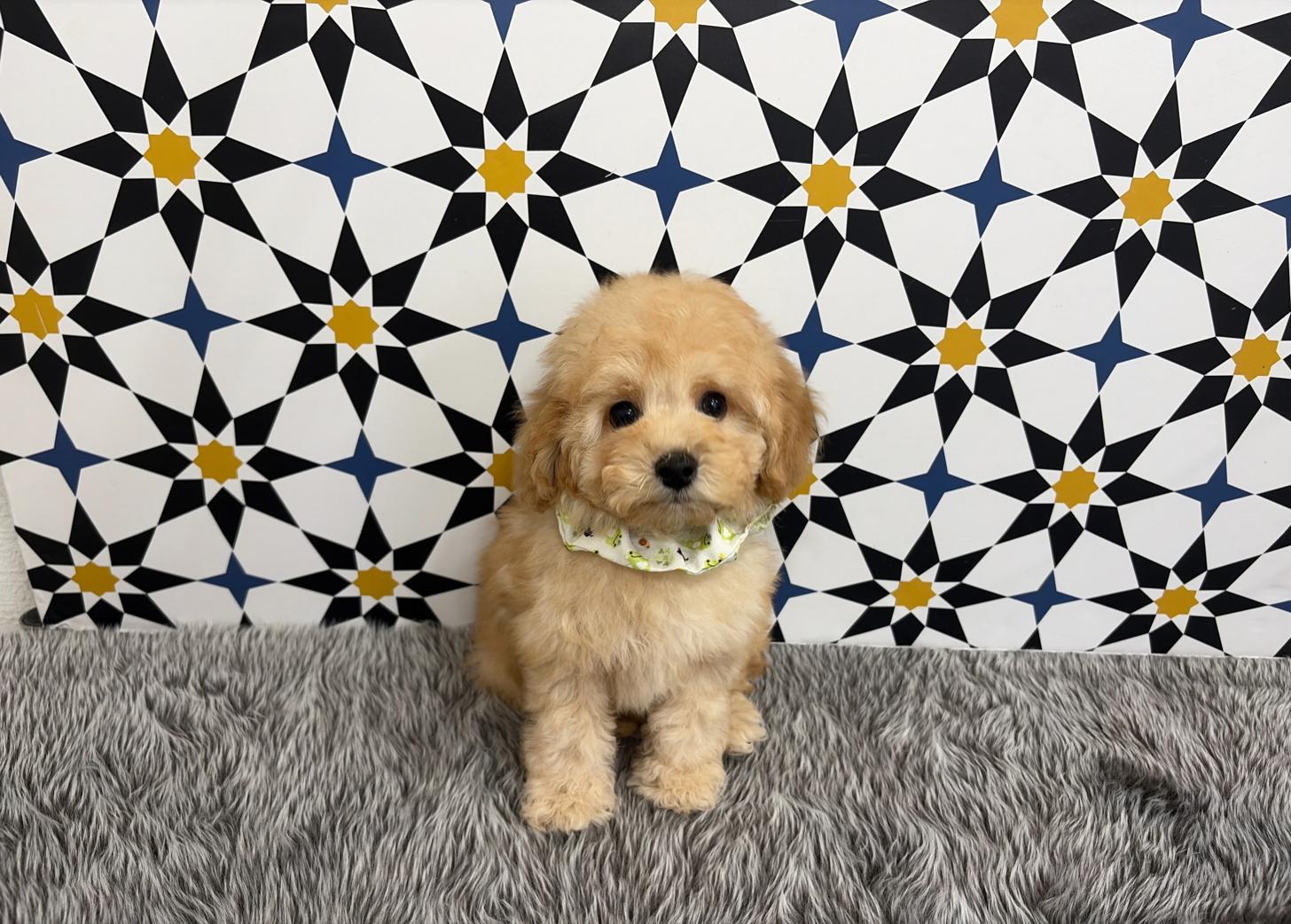 福岡県のトイプードル(タイニー) (ぱぴぷぺっと福岡店/2025年12月5日生まれ/男の子/アプリコット)の子犬の1枚目の画像