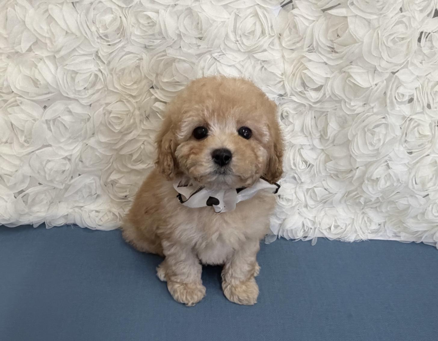 福岡県のトイプードル(タイニー) (ぱぴぷぺっと福岡店/2025年12月5日生まれ/男の子/アプリコット)の子犬の1枚目の画像