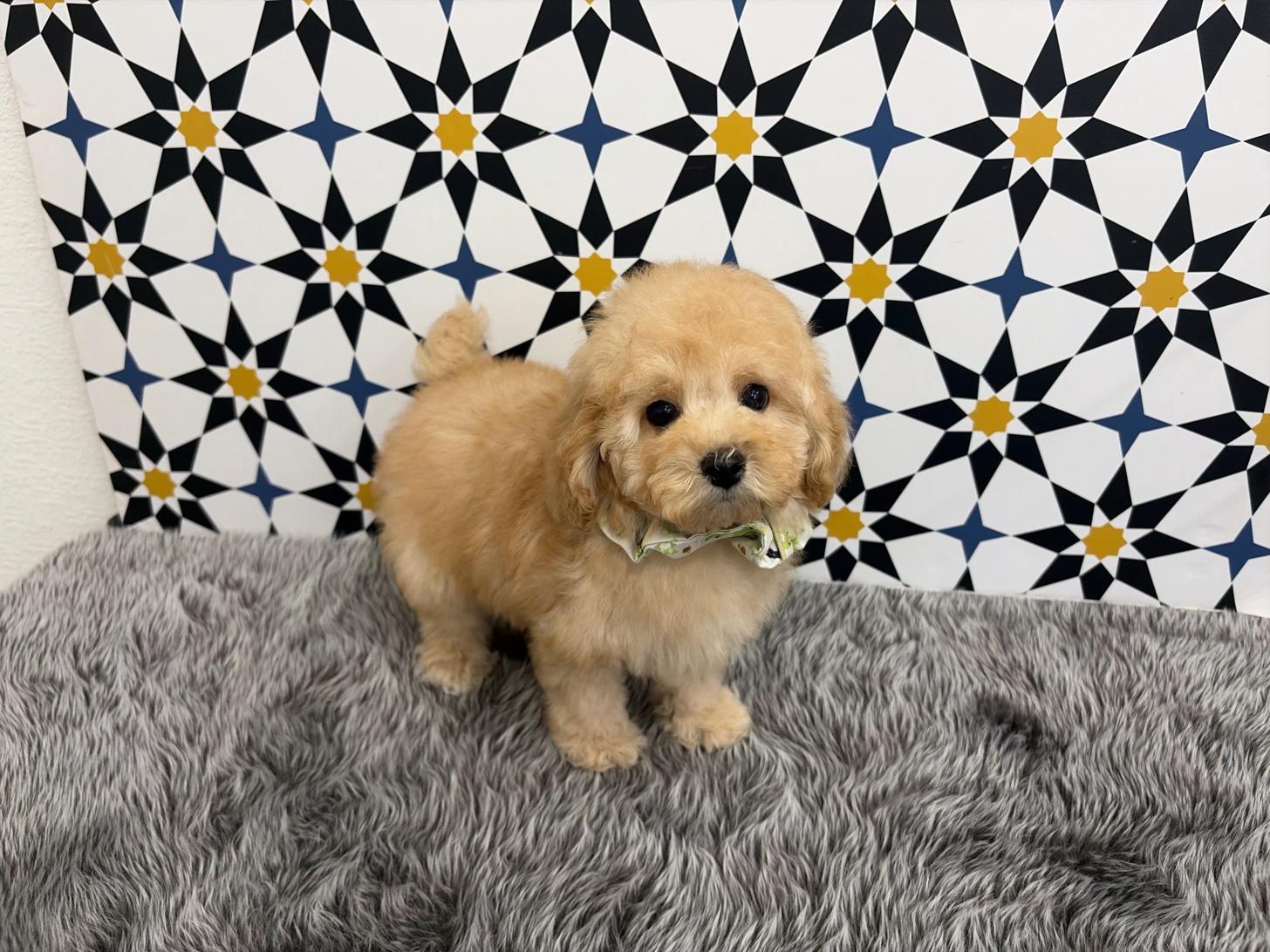 福岡県のトイプードル(タイニー) (ぱぴぷぺっと福岡店/2025年12月5日生まれ/男の子/アプリコット)の子犬の3枚目の画像