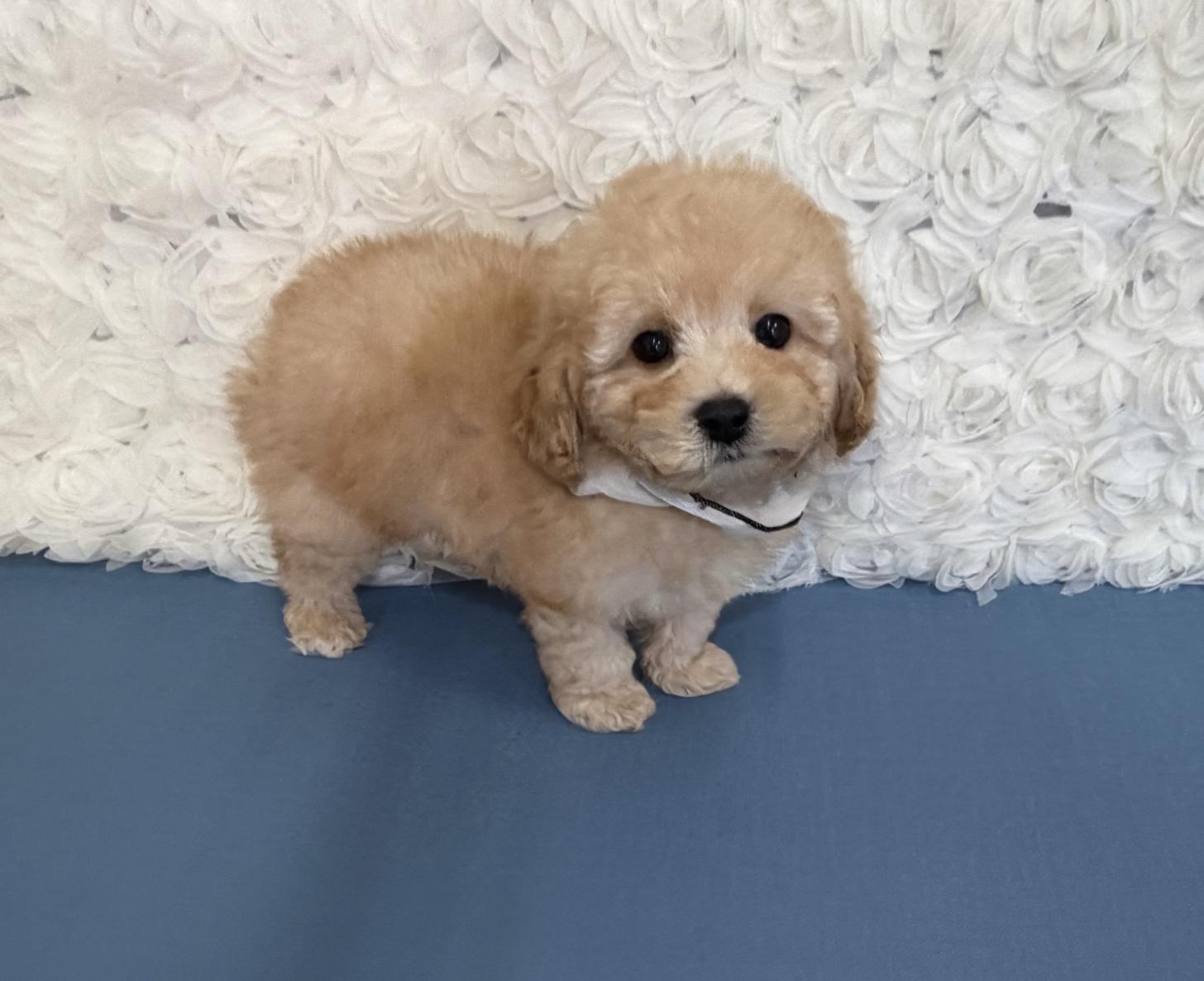 福岡県のトイプードル(タイニー) (ぱぴぷぺっと福岡店/2025年12月5日生まれ/男の子/アプリコット)の子犬の3枚目の画像