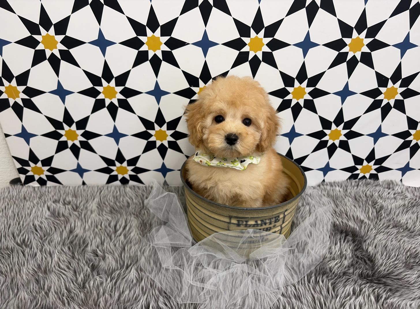 福岡県のトイプードル(タイニー) (ぱぴぷぺっと福岡店/2025年12月5日生まれ/男の子/アプリコット)の子犬の4枚目の画像